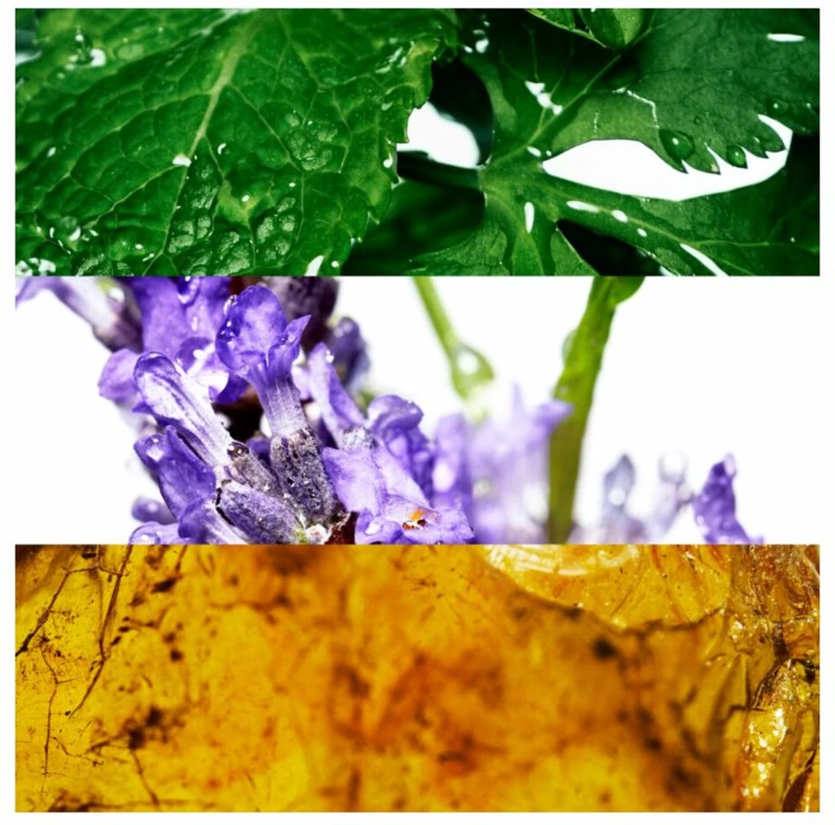 Davidoff Cool Water 40 Ml - Eau De Toilette - Herenparfum - Afbeelding 2