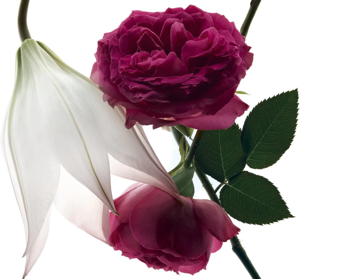 Yves Saint Laurent - Eau De Parfum - Mon Paris Intensement - 30 Ml - Afbeelding 9