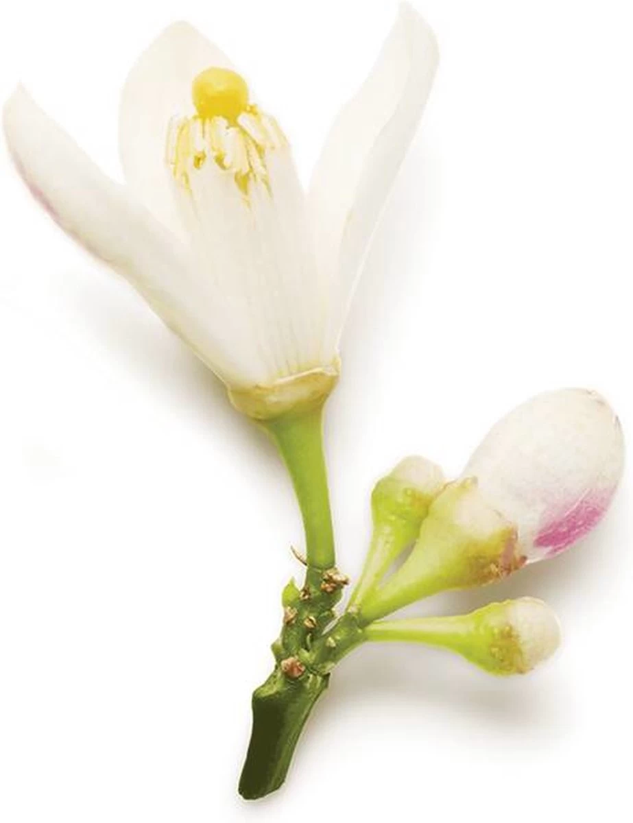 Giorgio Armani Code 30 Ml - Eau De Parfum - Damesparfum - Afbeelding 8