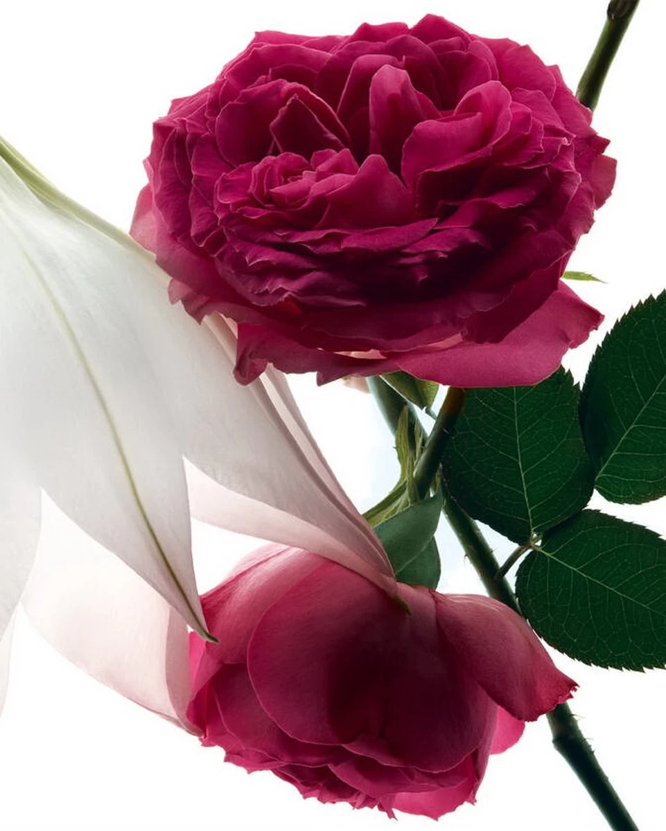 Yves Saint Laurent - Eau De Parfum - Mon Paris Intensement - 30 Ml - Afbeelding 14